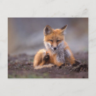 roter Fuchs, Vulpes Vulpes, Welpe, der sich Postkarte