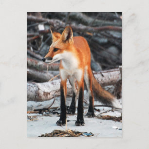 Roter Fuchsnachweis der Serie "Unser Planet" geret Postkarte