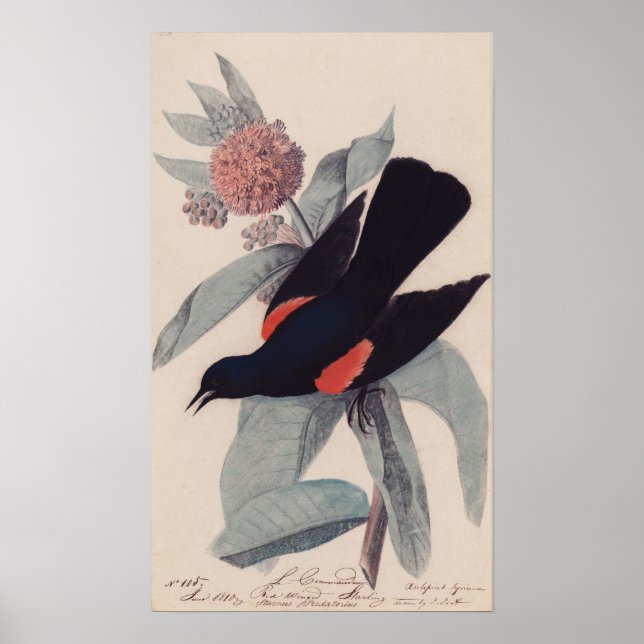 Roter Geflügel von John James Audubon Poster (Vorne)
