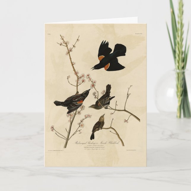 Roter geflügter Blackbird - Audubons Vögel in Amer Karte (Vorderseite)