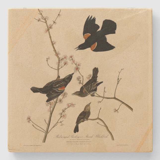 Roter geflügter Blackbird - Audubons Vögel in Amer Steinuntersetzer (Vorderseite)