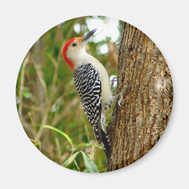 Roter Gelbbbauchfisch Woodpecker Bird Magnet (Vorne)