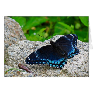 Roter Gepunkteter Lila Schmetterling
