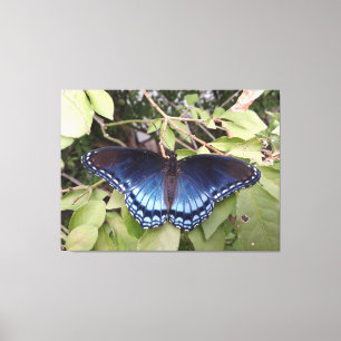Roter gepunkteter Lila Schmetterling, Ohio Leinwanddruck
