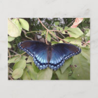 Roter gepunkteter Lila Schmetterling, Ohio