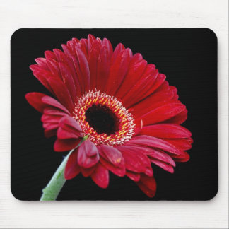 Roter Gerbera Mousepad