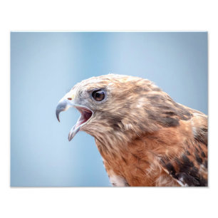 roter geschulterter Falke 14x11 Fotodruck