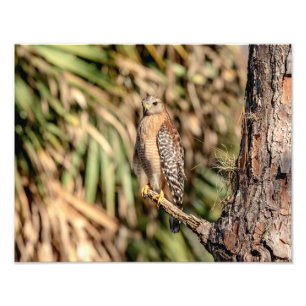 roter geschulterter Falke 14x11 in einem Baum Fotodruck