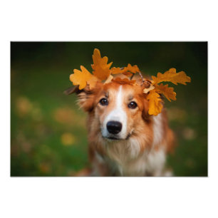 Roter Grenzcollie mit einer Girlande des Fotodruck