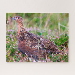Roter Grouse