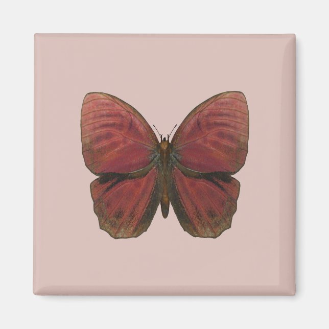 Roter Hahn Schmetterling Magnet (Vorne)