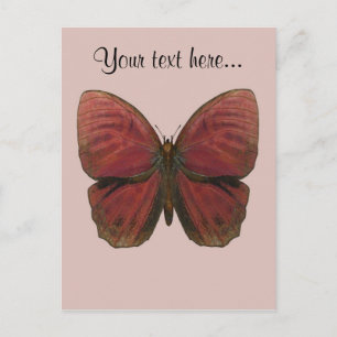 Roter Hahn Schmetterling Postkarte
