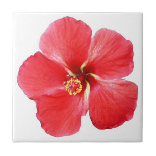 Roter Hawaiianischer Hibiskus Blume Fliese