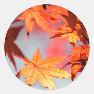 Roter Herbst Blätter Ahornbaum Runder Aufkleber