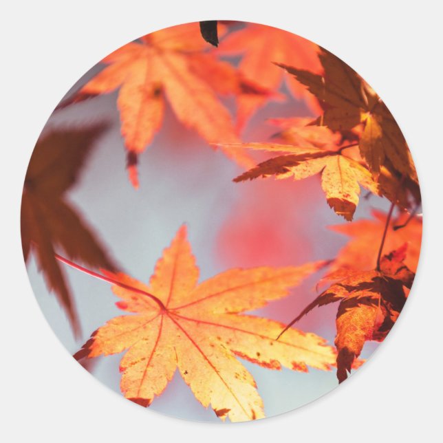 Roter Herbst Blätter Ahornbaum Runder Aufkleber (Vorderseite)