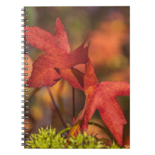 Roter Herbst verlässt Notizbuch Notizblock