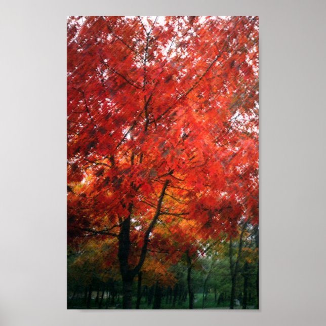 Roter Herbstbaum Poster (Vorne)