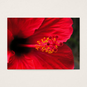 Roter Hibiskus