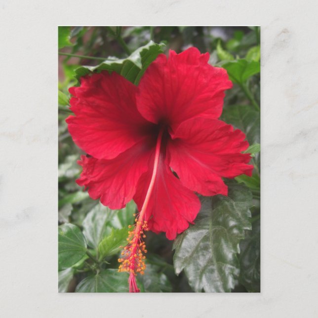 Roter Hibiskus 1 Postkarte (Vorderseite)