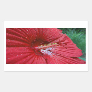 Roter Hibiskus Blume mit Raindrops-Foto Rechteckiger Aufkleber
