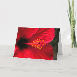 Roter Hibiskus Feiertagskarte