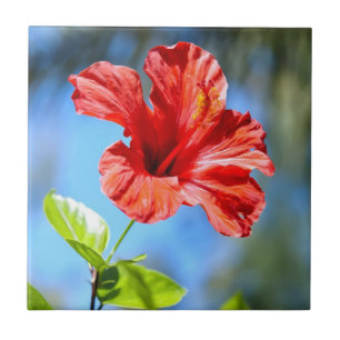 Roter Hibiskus Fliese