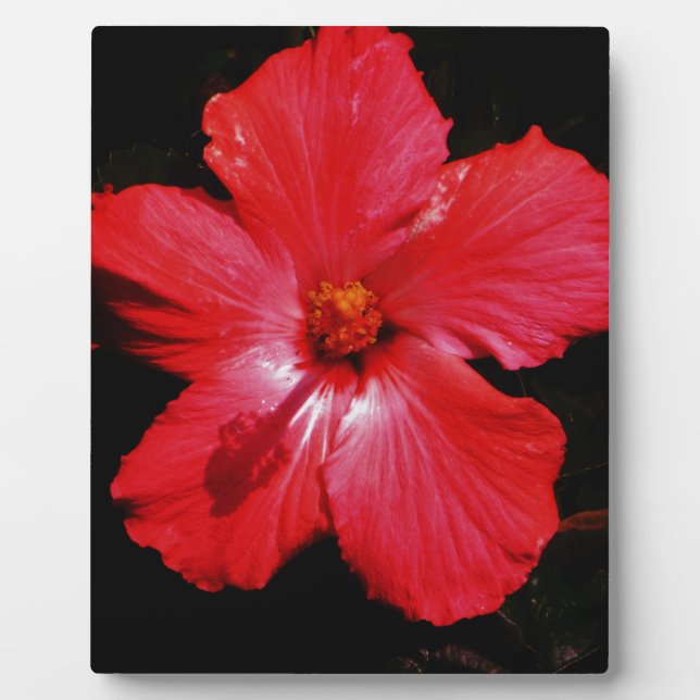 Roter Hibiskus Fotoplatte (Vorderseite)