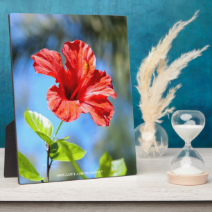 Roter Hibiskus Fotoplatte