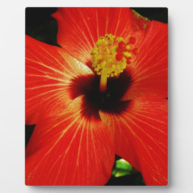 Roter Hibiskus Fotoplatte (Vorderseite)