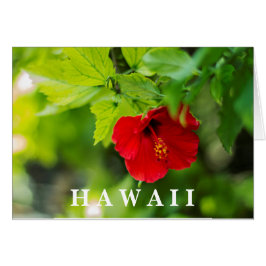Roter Hibiskus Hawaii Tropische Blume