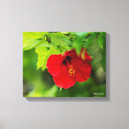 Roter Hibiskus Hawaii Tropische Blume Leinwanddruck