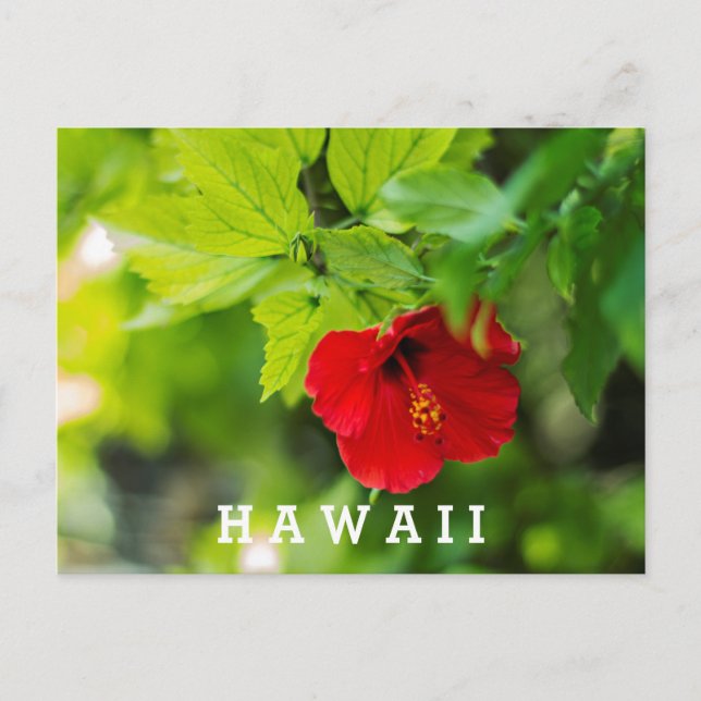 Roter Hibiskus Hawaii Tropische Blume Postkarte (Vorderseite)