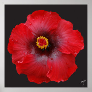 Roter Hibiskus; Leinwand-Druck Poster