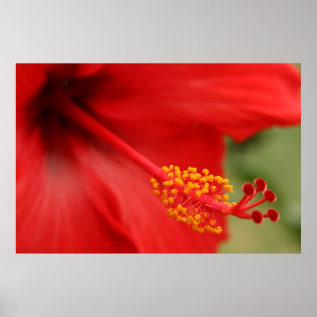 Roter Hibiskus Poster (Vorne)
