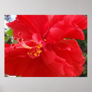 Roter Hibiskus Poster