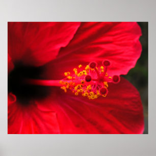 Roter Hibiskus Poster