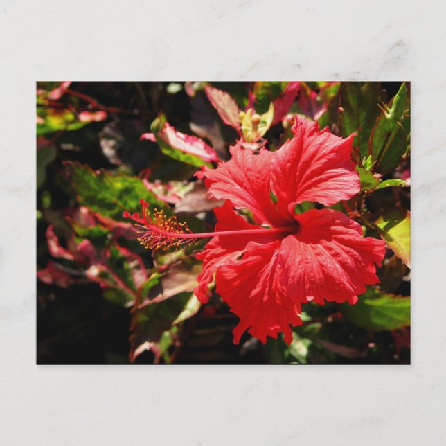 Roter Hibiskus Postkarte (Vorderseite)