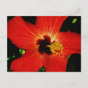 Roter Hibiskus Postkarte
