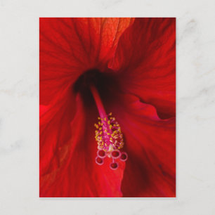Roter Hibiskus Postkarte