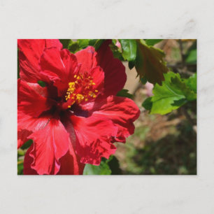 Roter Hibiskus Postkarte