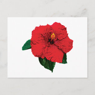 Roter Hibiskus Postkarte
