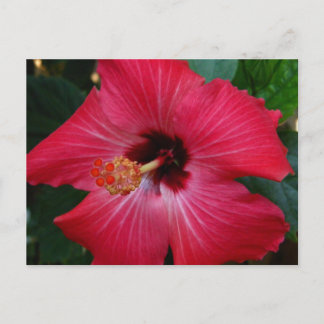 Roter Hibiskus Postkarte