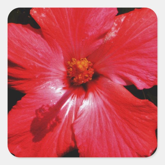 Roter Hibiskus Quadratischer Aufkleber (Vorderseite)