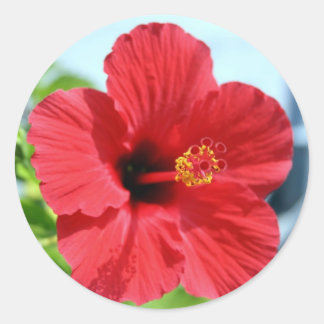Roter Hibiskus Runder Aufkleber