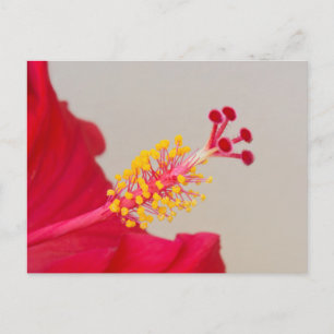 Roter Hibiskus Schließung von Pistil und Stamen Postkarte