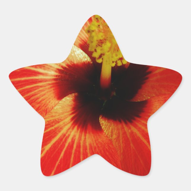 Roter Hibiskus Stern-Aufkleber (Vorderseite)