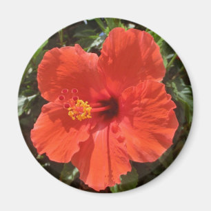 Roter Hibiskusmagnet Magnet