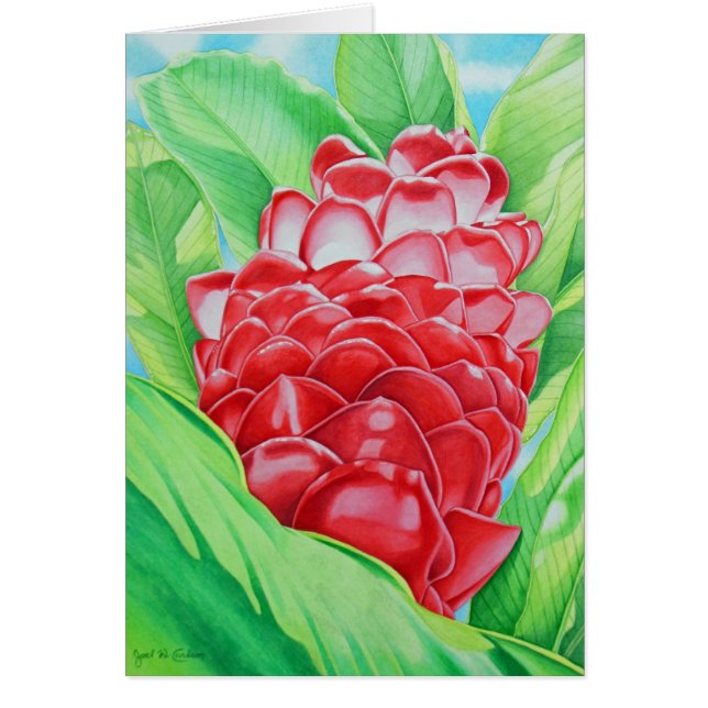 Roter Ingwer-Aquarell (Vorne)