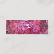 Roter japanischer Ahorn verlässt