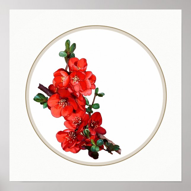 Roter Japanischer Quince Blossom Kreis weiß Poster (Vorne)